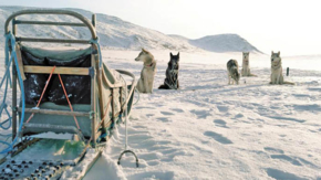 Huskys in Finnland